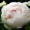 张虎-PEONY