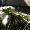 猫me