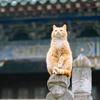 逗猫棒