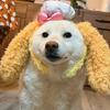 船桨