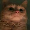 兔贝贝