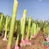 大名大蒜种植小敏
