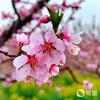 青青河边草