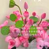 🍃 💞້໌ᮨ⃝予你温柔🌸