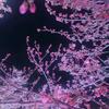ℳঞ悦🍒己꧔ꦿ້໌ᮨ࿐
