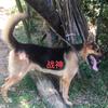 湖南昆明犬.狼牙犬舍
