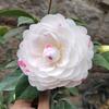茶花之美（花友可进群）
