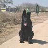 🌸中华田园犬🌸