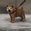 乡村_田园犬