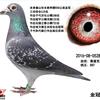 鸽王家族桑杰士大号