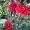 芙蓉花