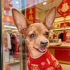 元宝是只小鹿犬