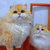 大树的猫