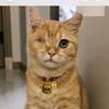 呱唧是橘猫