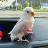 Elin手养牡丹鹦鹉