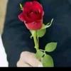 一朵玫瑰花