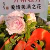 小龙仔