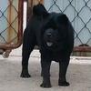 萌犬俱乐部