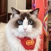 迪仔宝小铺