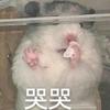 脑子八成新