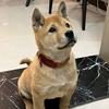 @广西田园犬