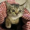 猫蛋小凉起居注