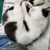 焱