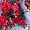 花间小铺