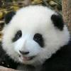 蝶儿皆与香飞散