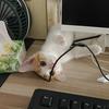 潢川免费领养猫