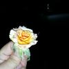 玫瑰