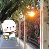 樱桃小丸子🍒