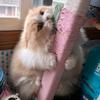 没睡醒的猫