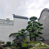 锦禾子玥