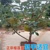 一开始就是错