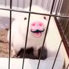 穆凉.