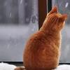 【巷子里的猫】