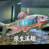 皖溪鱲