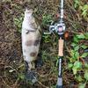 鳜里鳜气（凌峰）𝑳𝒖𝒓𝒆🎣