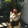 羊羊羊（月子中）