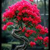锦汐花卉