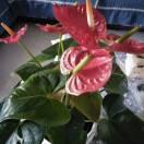 秀芸芸