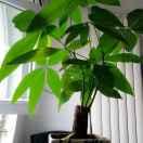 树锦职业培训杨