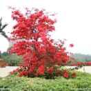 采花乡白鹤村（八大拐李噶屋场）李厚明