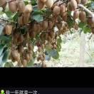 平平淡淡才是真