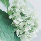 Chen 芳~