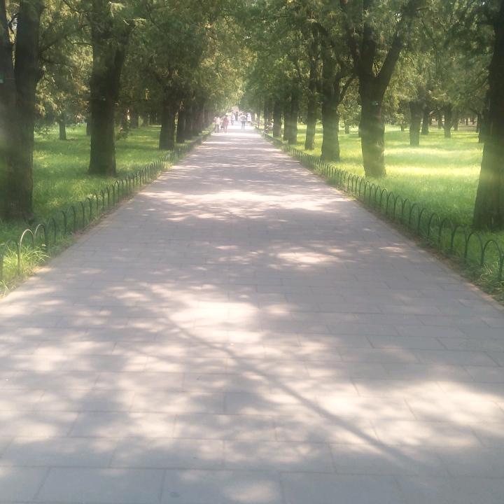 森林的路人