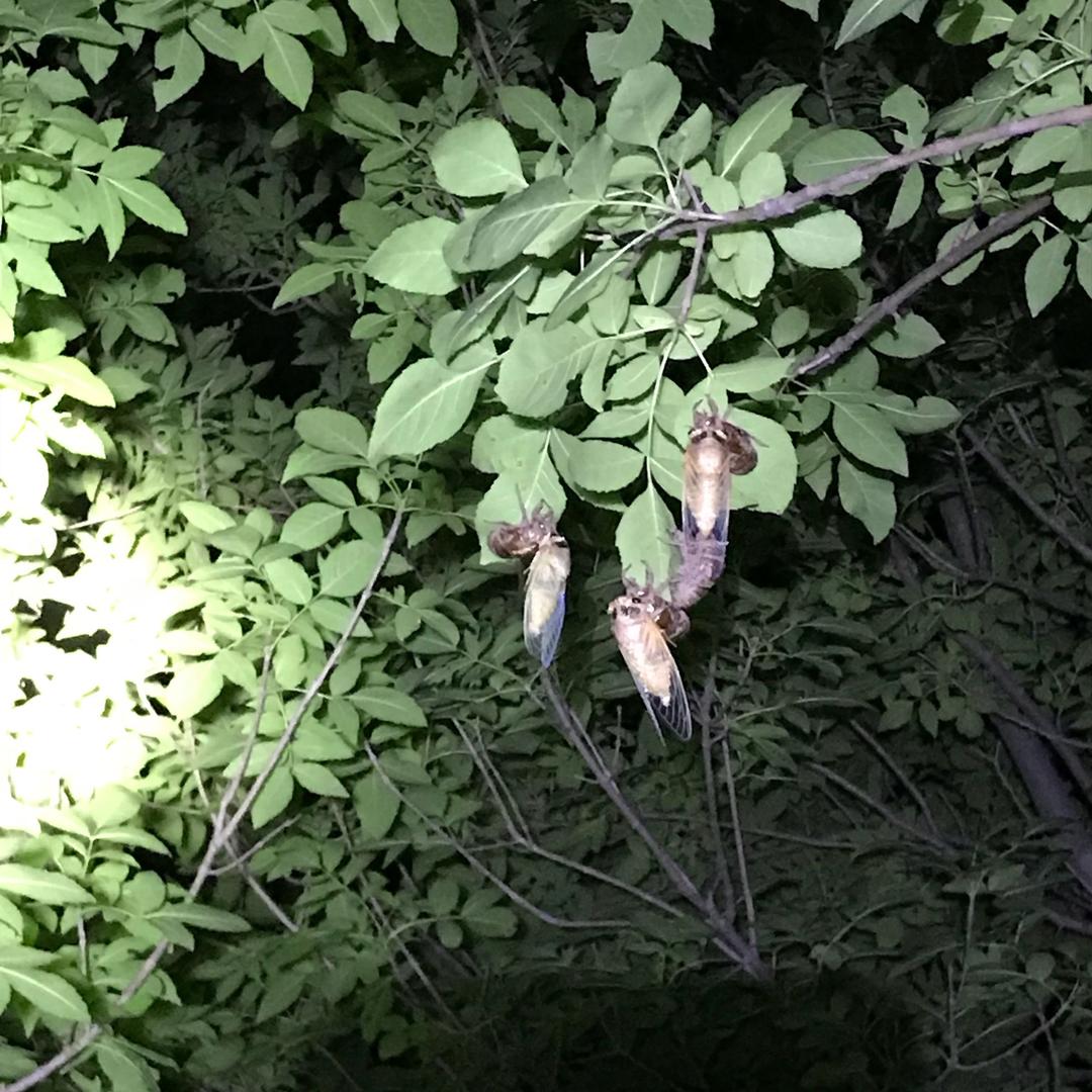 昌邑市潍水芦笋种植专业合作社