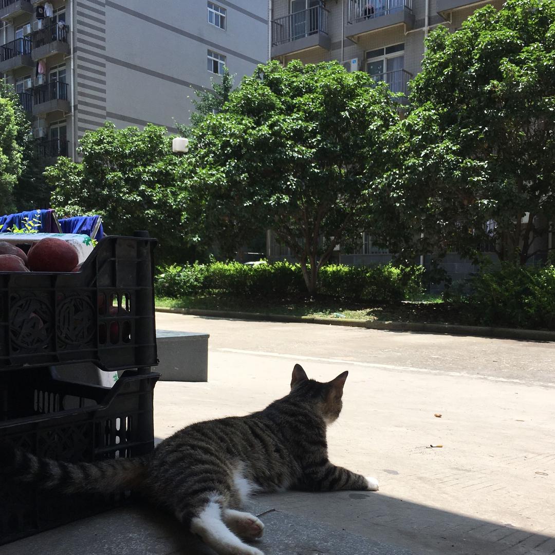 爱吃砂糖橘