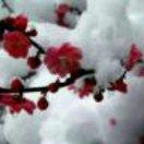 踏雪寻梅